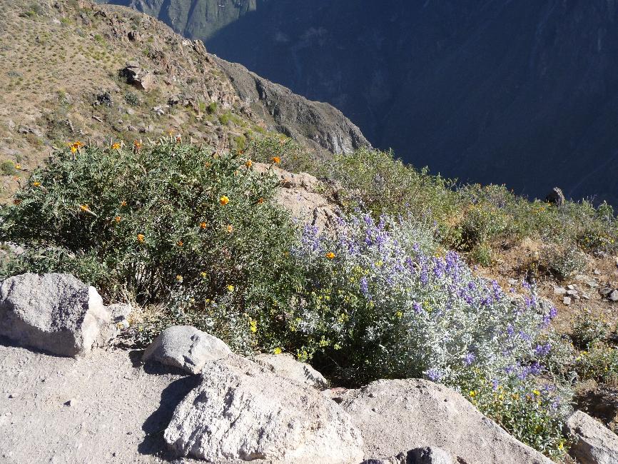 Canyon de Colca