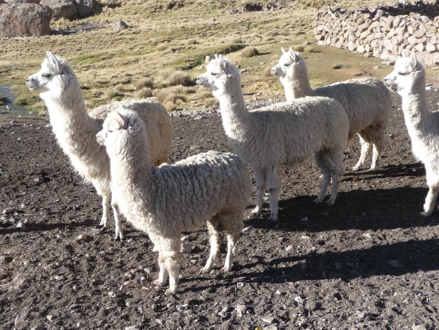 Troupeau de lamas et alpagas