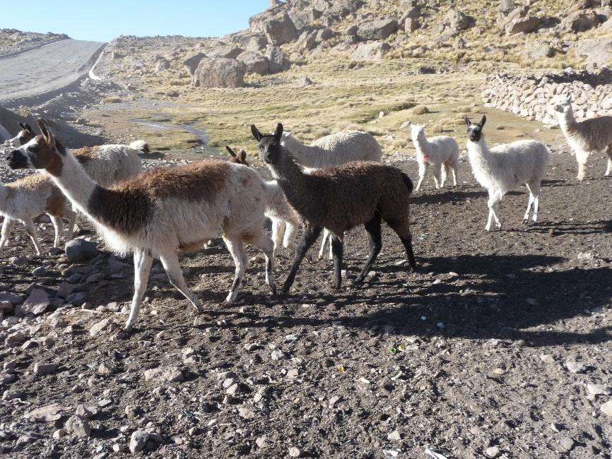 Troupeau de lamas et alpagas