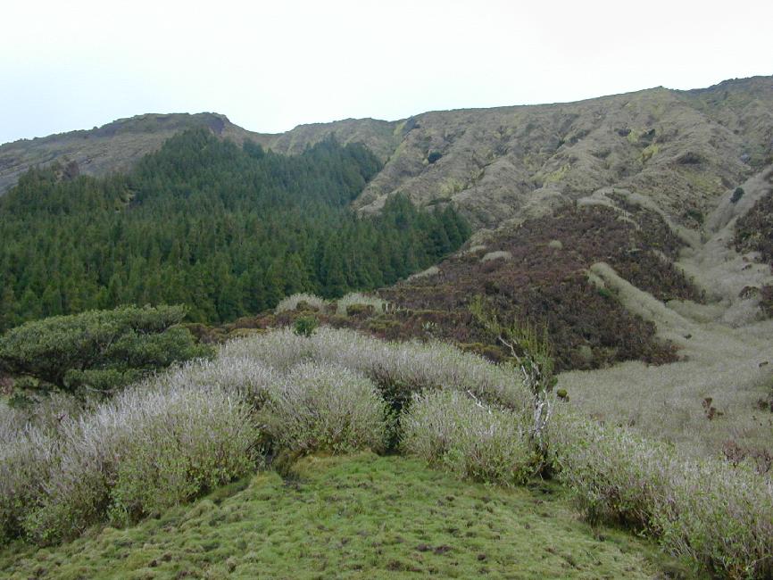 Redescente au milieu des hortensias