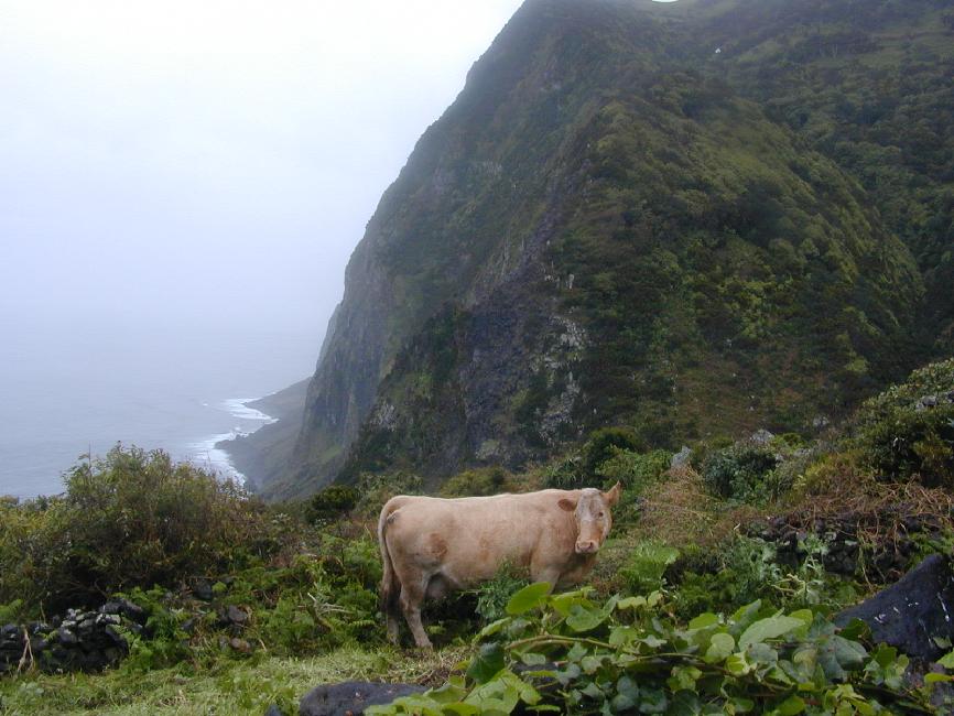 Falaises à pic à la faja de Sao Cristo