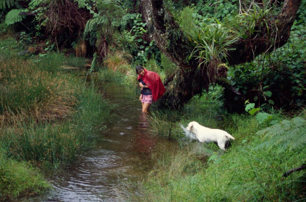 Anne entraîne Nestor le Labrador à traverser le pédiluve