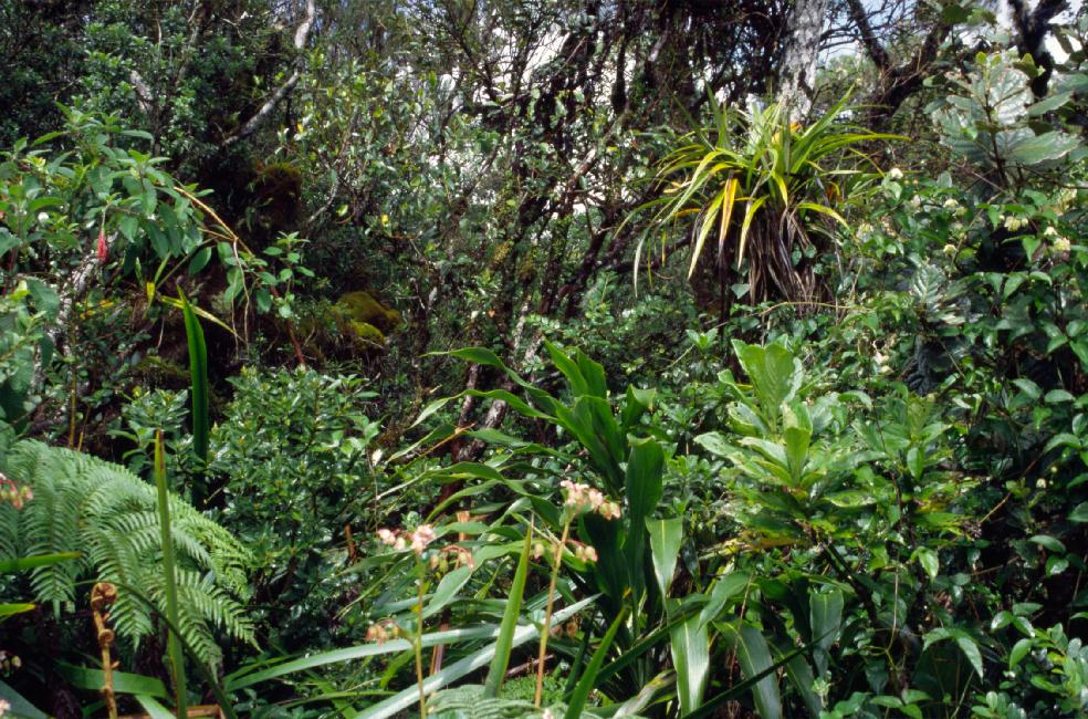 Une végétation luxuriante pour cette forêt... bien arrosée
