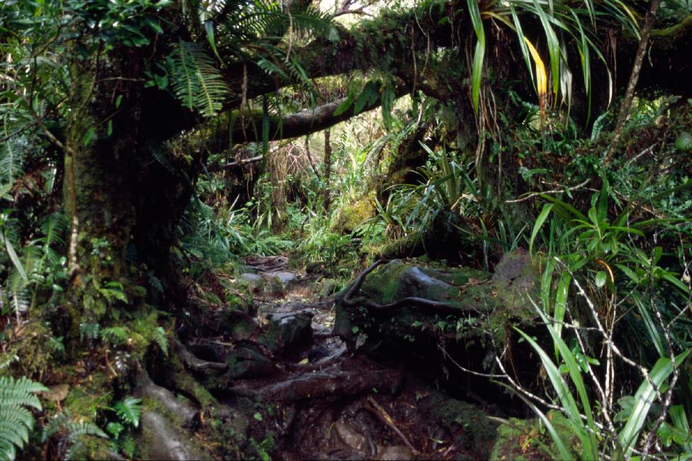 Impossible de s'écarter du sentier !