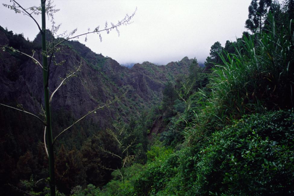 Sur le chemin vers la Cascade du Bras Rouge ; bois d'agave