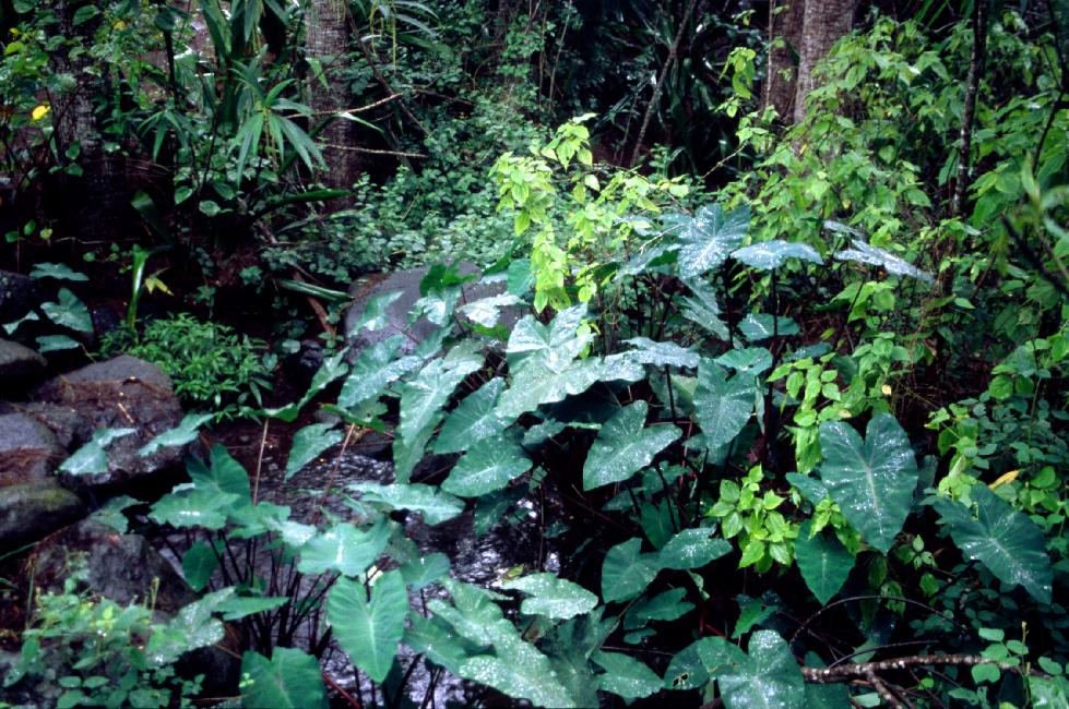 Les feuilles de songe sont hydrofuges ; les gouttes d'eau y ressemblent à du mercure