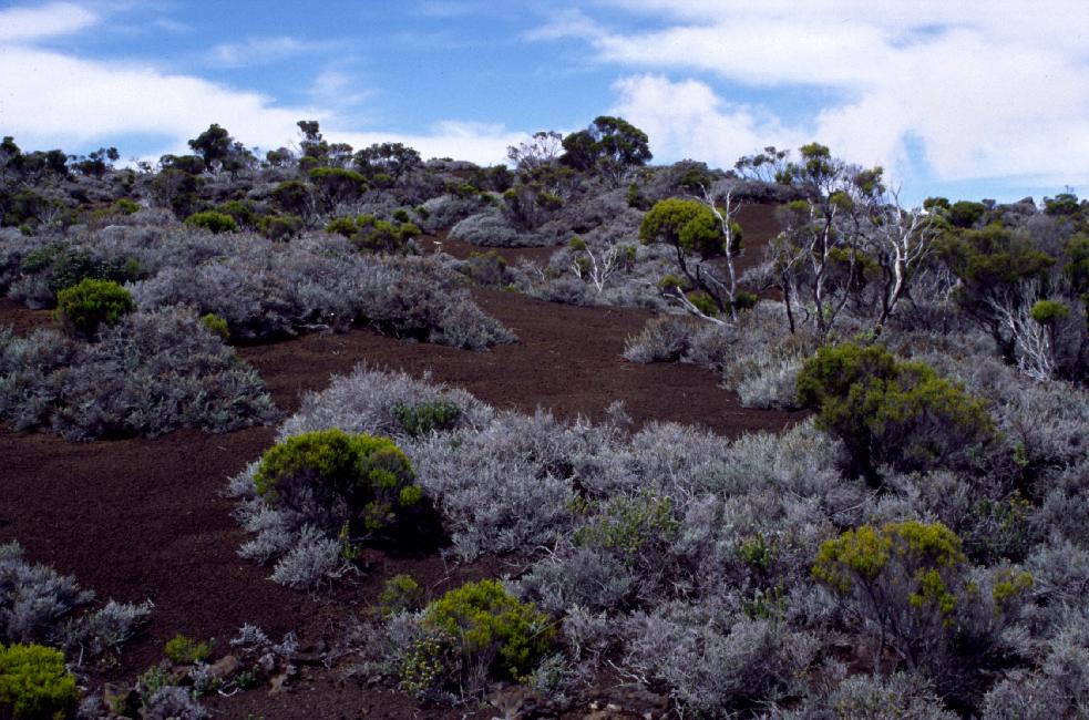 Il paraît que pour la sieste, les branles blanches sont plus confortables que les vertes !