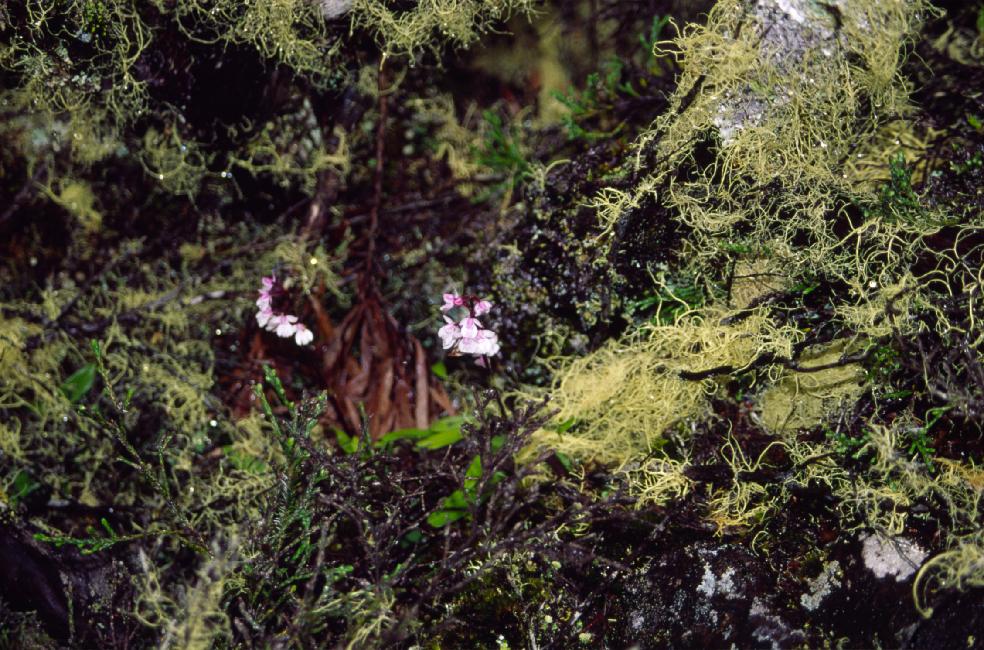 La seconde espèce d'orchidée qui supporte le climat de ces pentes (2200m environ)