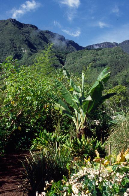 Le jardin de la Case Folio, à Hell Bourg