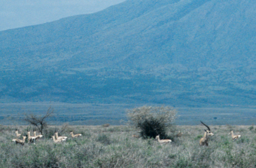 Troupeau de gazelles