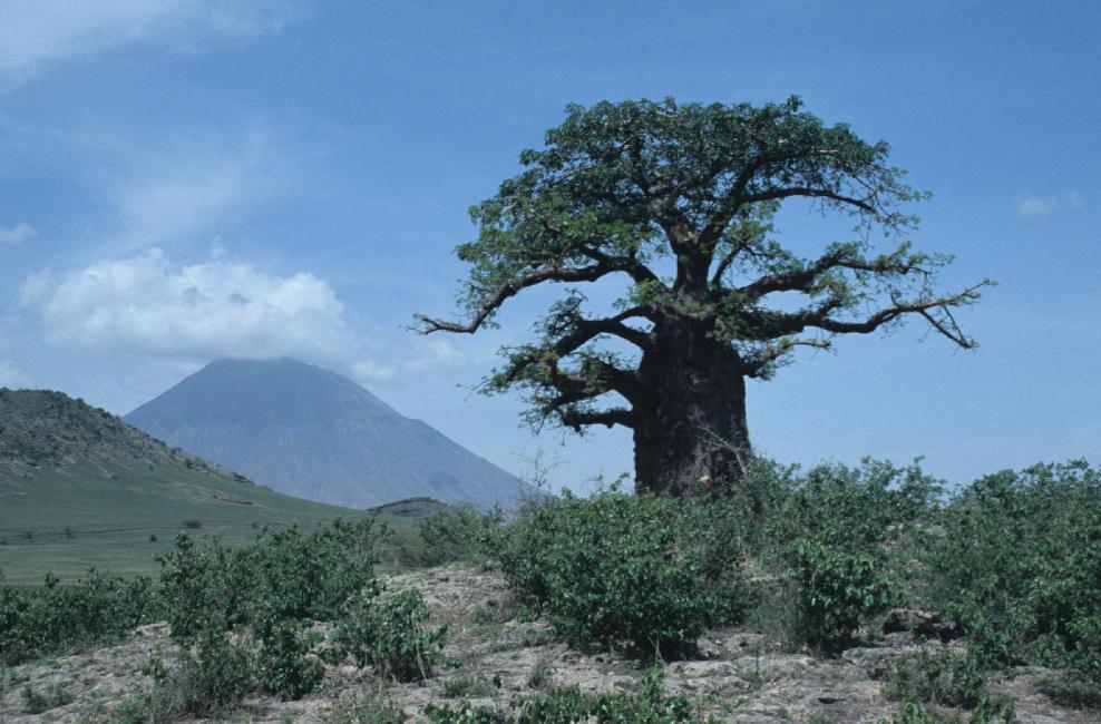 Derrière ce baobab : le Lengaï