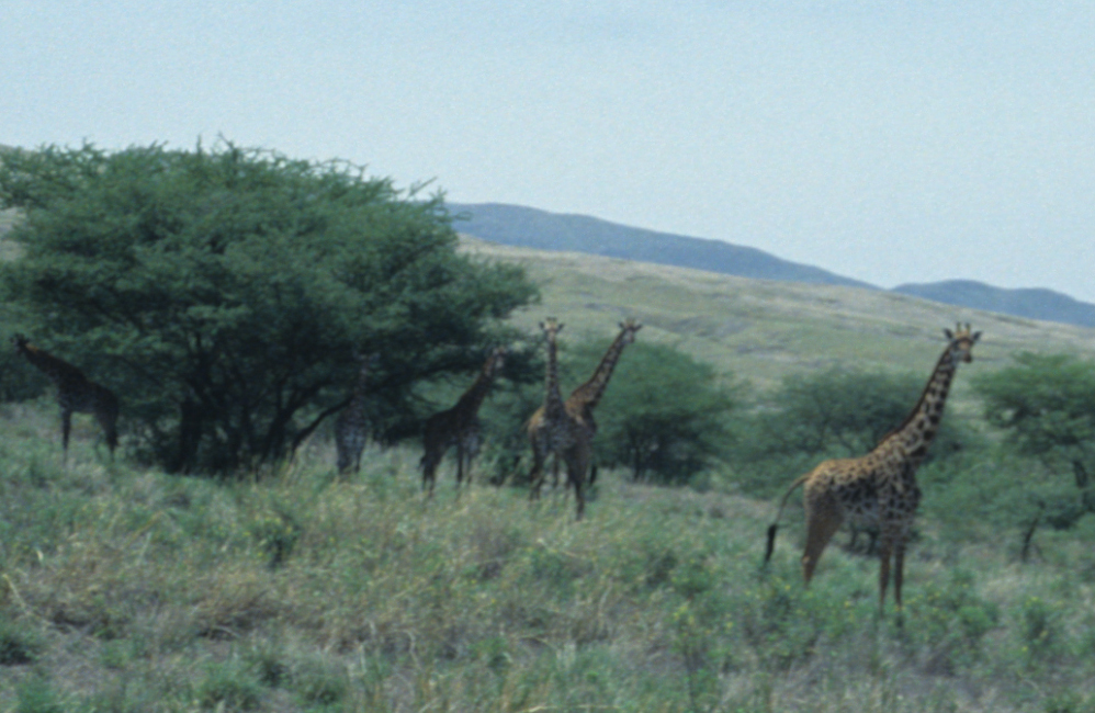 Plus d'une vingtaine de girafes nous attendent au pied du Lengaï