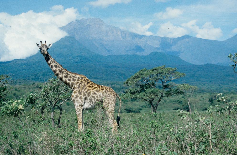 La girafe du syndicat d'initiatives nous accueille à l'entrée du parc