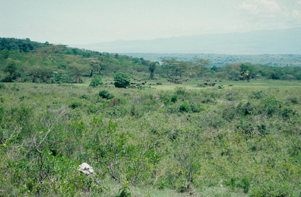 Troupeau de buffles paisibles
