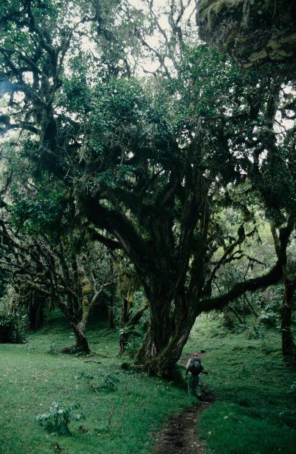Tino, notre ranger, au pied d'un arbre magnifique