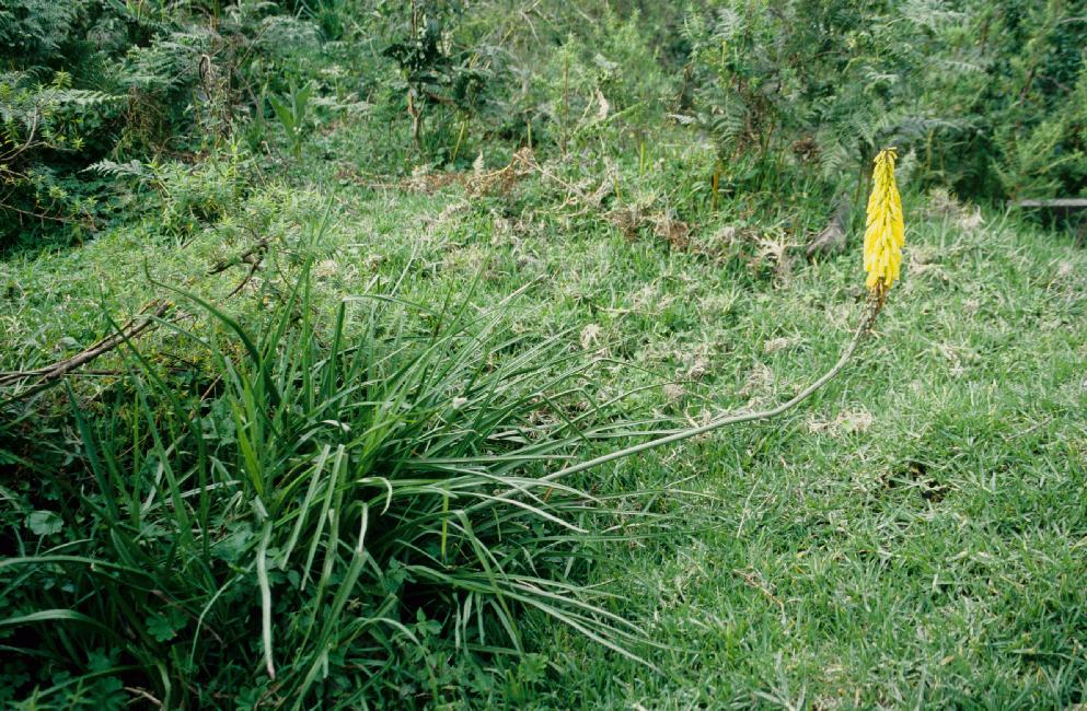 Red Hot Poker (knipholia)