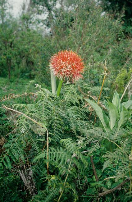 Scadoxus multiflorus