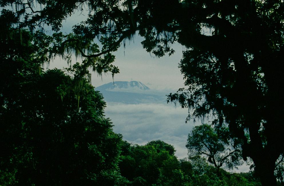 Le Kilimanjaro enneigé (5895m) dans la mer de nuages