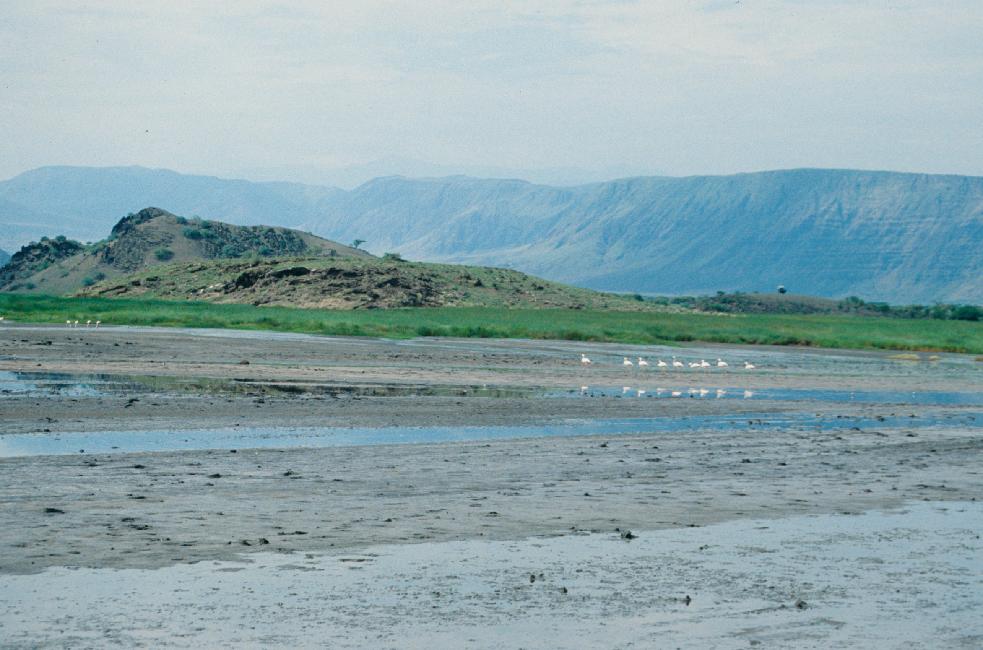 Des milliers de flamands roses sont regroupés ici