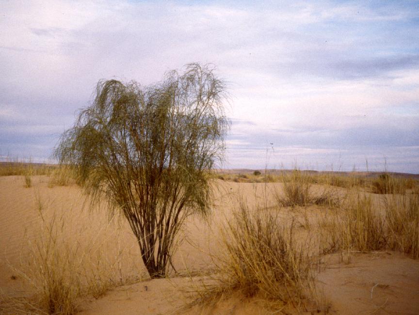 Premier contact avec les dunes et leur végétation 