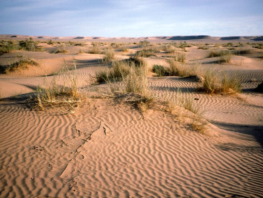 Végétation pas luxuriante 