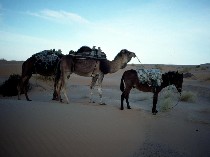 Mais qui donc mène la caravane ? 