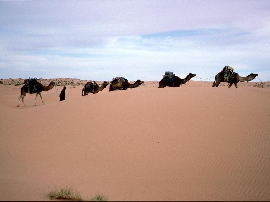 La caravane passe ; les chameaux (dromadaires) portent nos bagages