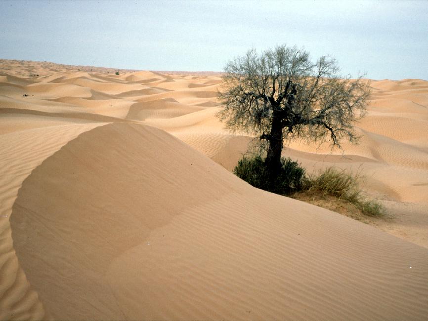 La palmeraie de Douz