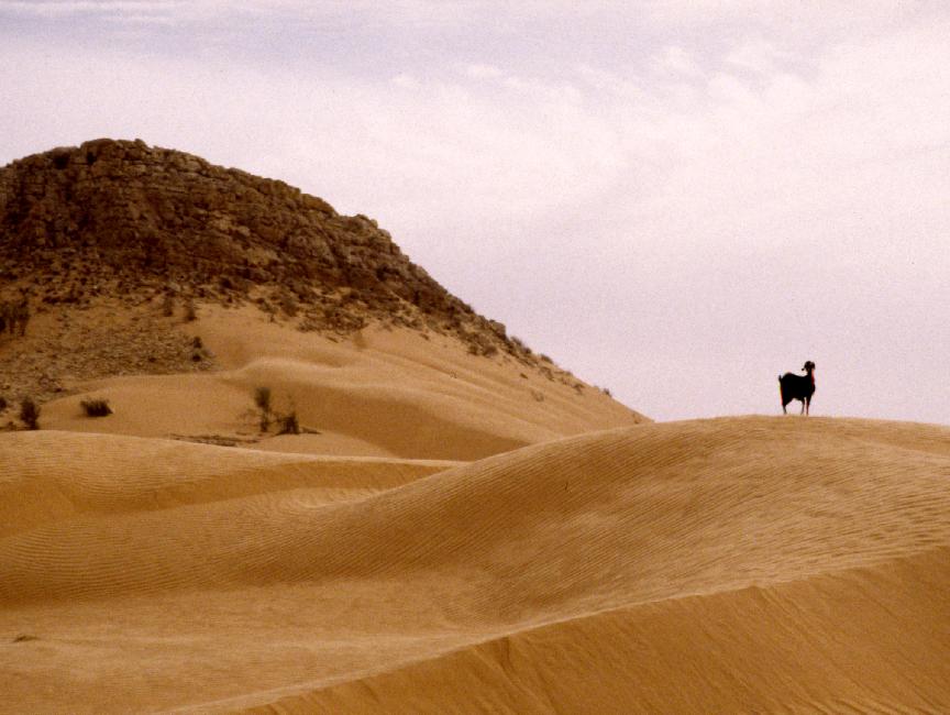 Chevreau au pied du gour al klab 