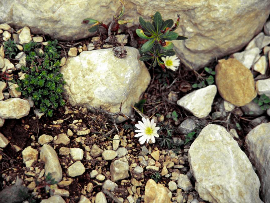 Fleurs sur le chemin