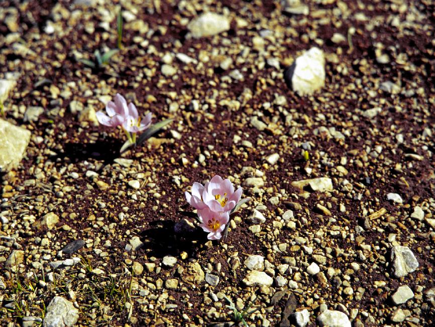 Fleurs sur le chemin