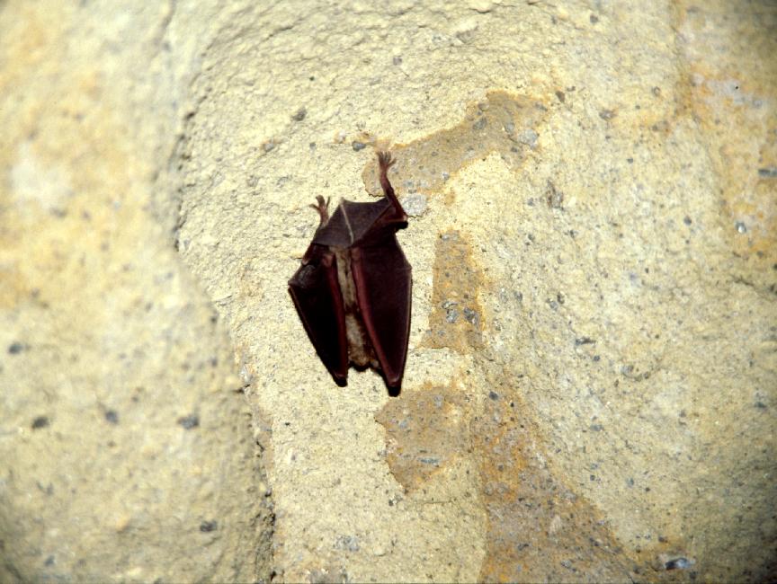 Le seul troglodyte que nous verrons pendant le voyage