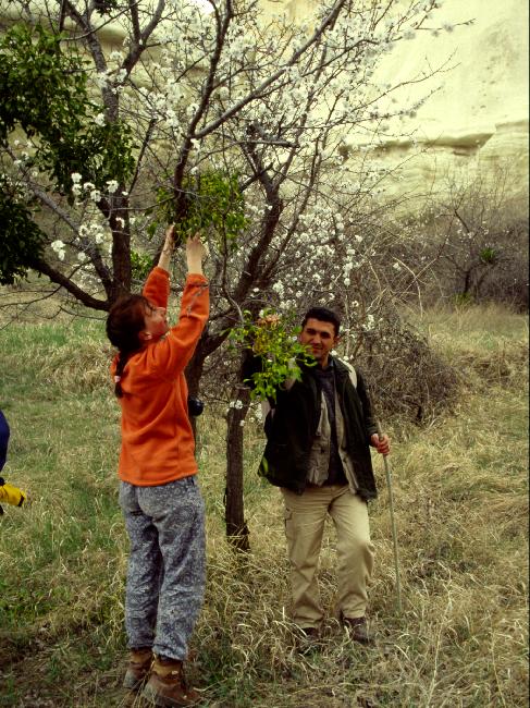 Sylvie, la druidesse du groupe, en train de couper le gui sacré 